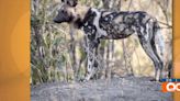 Niabi Zoo’s direct impact to help save endangered Painted Dogs