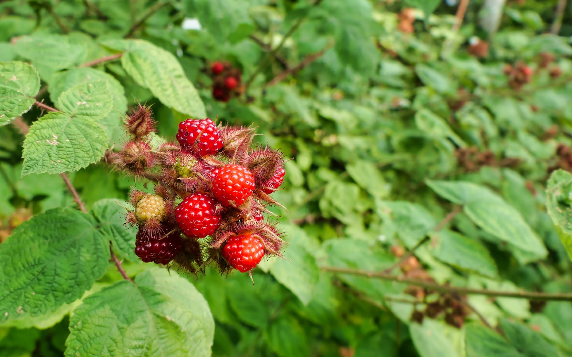 Experts advocate to collect and eat invasive berry species wreaking havoc on native plants: 'Pick as many as you can'