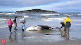 Is enigmatic carcass found in New Zealand spade-toothed whale? Know about world's rarest whale - The Economic Times