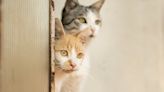 Pair of House Cats Jump the Barrier Keeping Them From Loving on New Foster Kittens