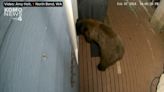 Watch: Bear tries to enter Washington home through doggie door