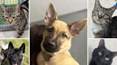 5 pets at RSPCA Essex who are searching for their forever homes