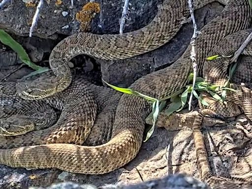 Now you can watch hundreds of rattlesnakes in a ‘mega-den’ – from the safety of your computer