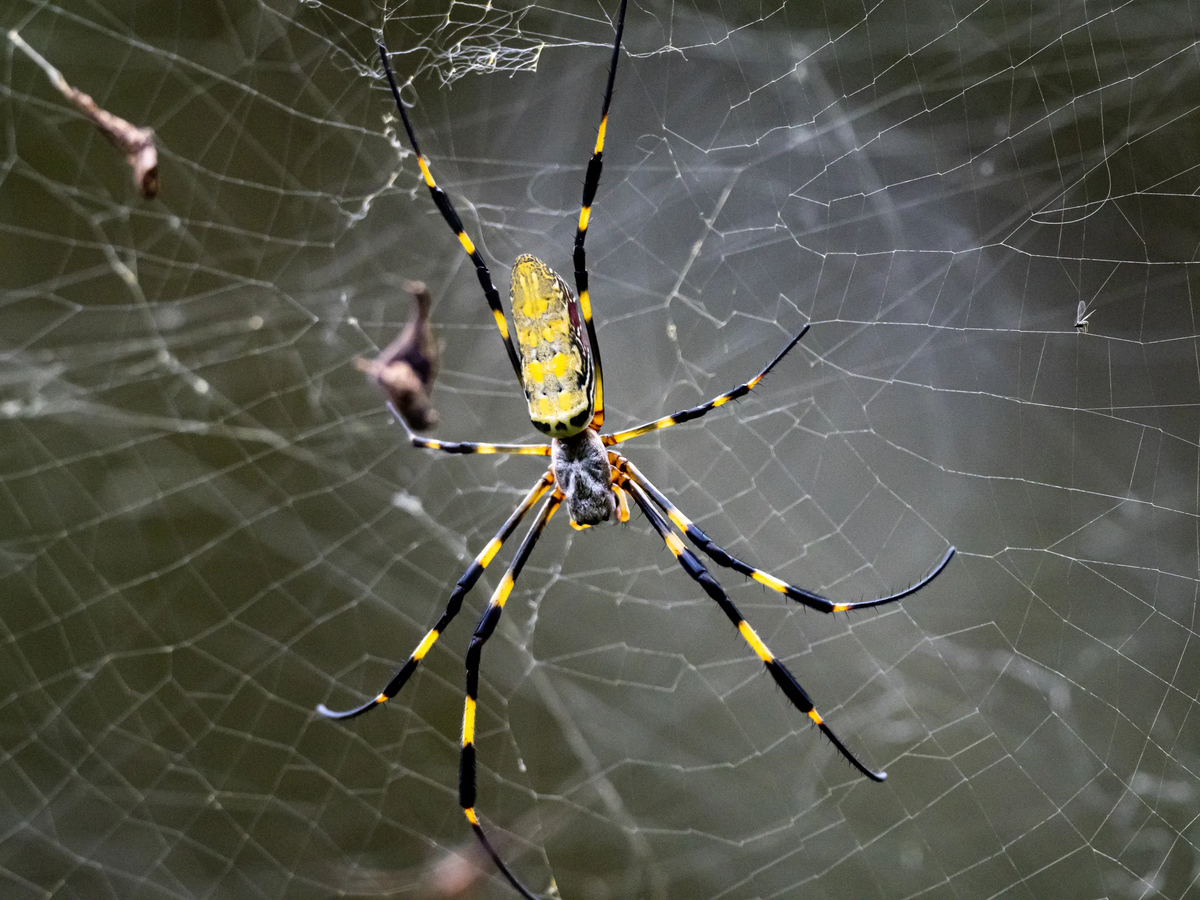 Giant floating venomous spiders could invade northeast this summer