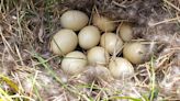 Spring duck numbers down in North Dakota