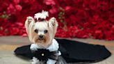 Need More Met Gala? The Upcoming Pet Gala Will Recreate the 2024 Met Gala's Looks for Dogs