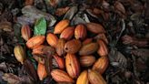 Expensive Cocoa Supply Is About to Hit Chocolate Makers, Spurring Demand Pullback