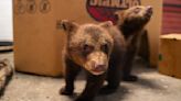 Orphaned bears arrived at Kansas zoo after mother shot dead by hunter