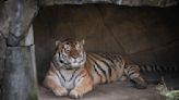 14-year-old tiger dies after contracting COVID at Ohio zoo