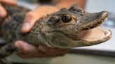 Pet alligator in 'deplorable' state rescued by landscapers from creek in Pennsylvania