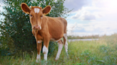 Farmer Is in Disbelief After Finding Jersey Cow Stuck in the Weirdest Place