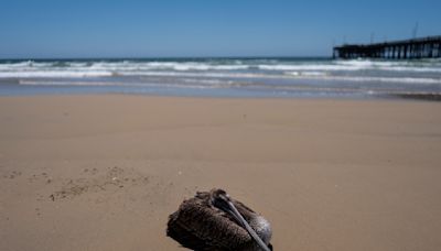 Docenas de pelícanos hambrientos y enfermos aparecen en la costa de California