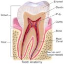 Pulp (tooth)