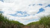 Alterações no clima preocupam indústrias de cana no Brasil