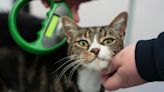 Cat owners must microchip pets or face £500 fine as deadline passes