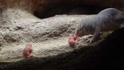 Nueva camada en Bioparc Valencia de la rata topo, un mamífero “extraterrestre”