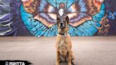 Death of K-9 Britta mourned by Colorado Springs police