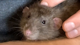 Man does the sweetest thing for rat