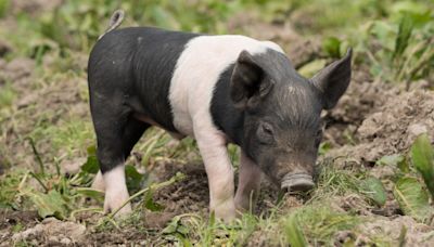 Mom and Baby Potbellied Pigs Find Fairy 'Tail' Ending After Being Found at Missouri Gas Station