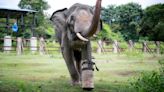 Elephant who lost foot to cruel snare trap walks again thanks to prosthetics