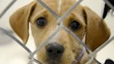 Northern Michigan shelters joining May Empty the Shelters event