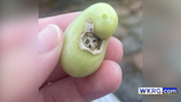 This tomato found in an Alabama backyard sparked debate — What do you see?