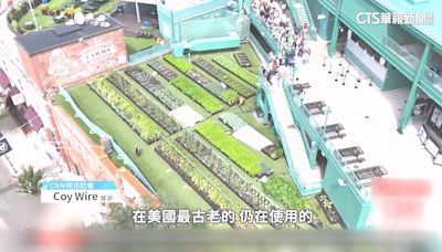 MLB紅襪芬威球場 屋頂開闢菜園直送餐廳