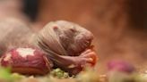 ‘Ugly naked guys’: How do naked mole rats avoid ageing and cancer?
