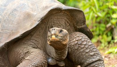 Experts anticipate ecological benefits after reintroduction of giant tortoise to island — here's what marks their return