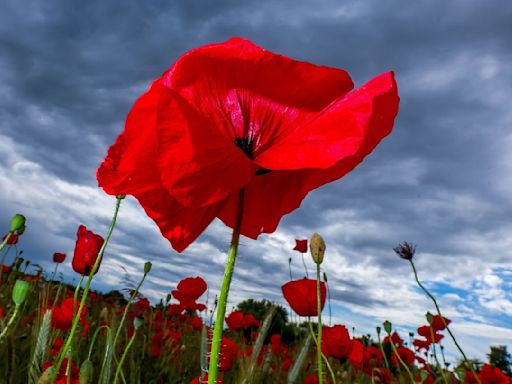 Wechselhaftes Sommerwetter mit Regen und Sonne