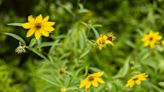 Visit this native plant sale to transform your yard into a beautiful, healthy habitat