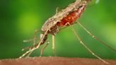 Inexpensive new malaria vaccine is a 'vital tool' to protect tens of millions of people