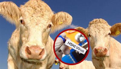 Reportan segundo caso de gripe aviar en humanos por epidemia en vacas en EU