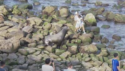 La Jolla Cove sea lion encounter prompts local organizations to find solutions