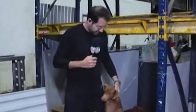 Repórter do SBT adota cãozinho que abraçou sua perna no Rio Grande do Sul