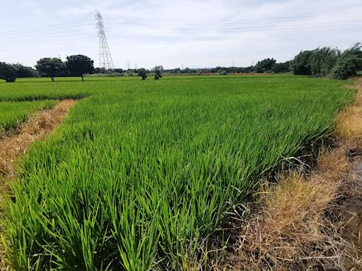 員樹林稻抽穗期缺水 預支6月水供灌