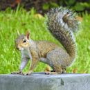 Eastern gray squirrel