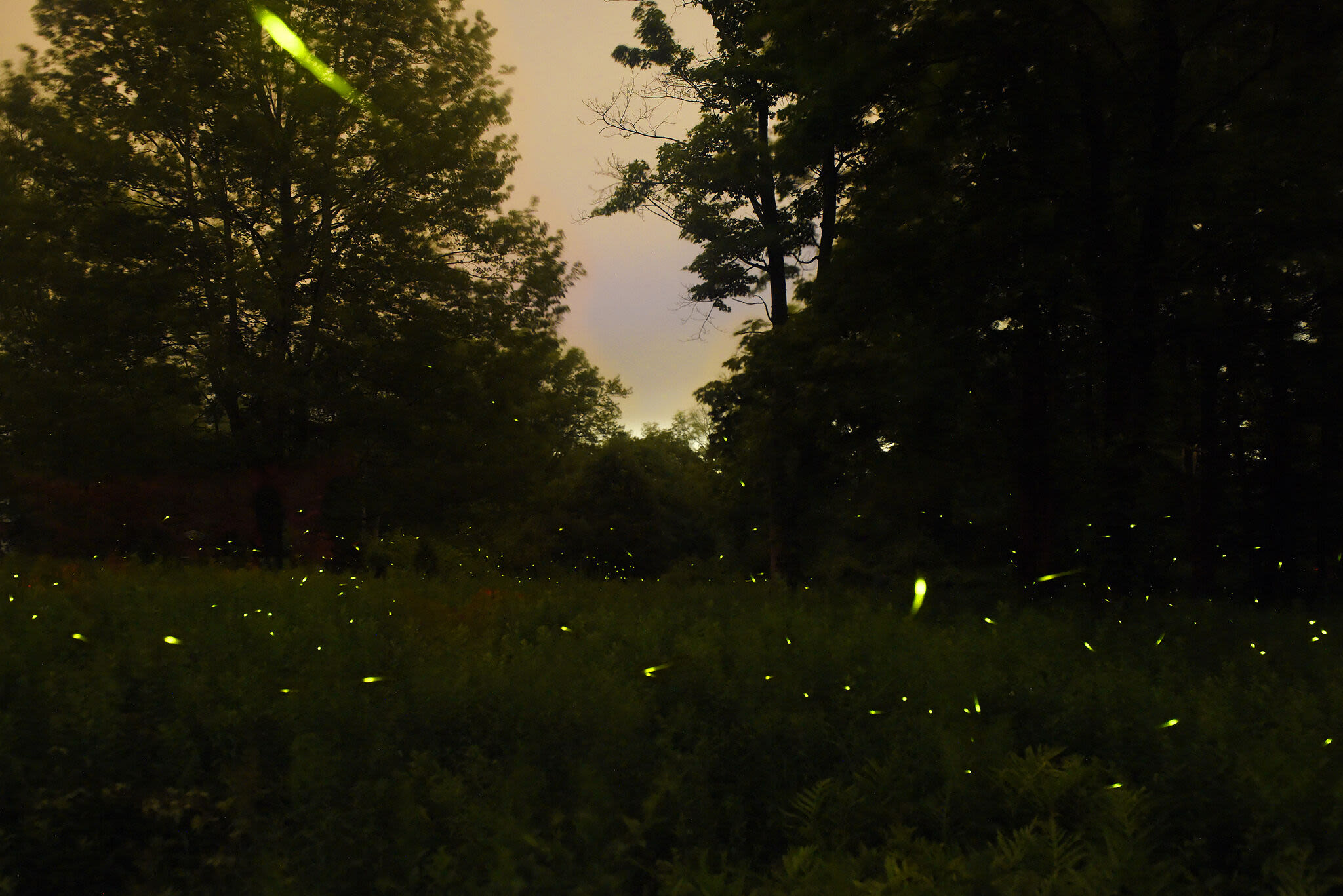 At 'untouched meadow' in New Canaan, thousands of protected fireflies mate and glow