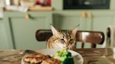 32 foods that cats should never eat