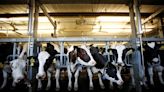 U.S. requests second dispute settlement panel on Canadian dairy quotas under USMCA