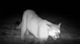 Spring cougar sighting near Tri-Cities. Rural Benton County resident catches it on video