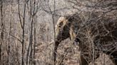 Un turista español muere en Sudáfrica pisoteado por un elefante