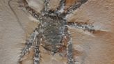 Scientists uncover ‘striking’ ancient arachnid that had large spiky legs | CNN