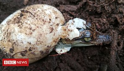 A espécie de crocodilo que voltou da beira da extinção