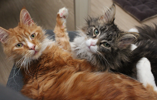 Maine Coon Cats DIY Their Own Activity Board and the Cutest Chaos Ensues