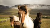 Prepare for Vacation By Hiring an Icelandic Horse to Compose an Out-of-Office Email