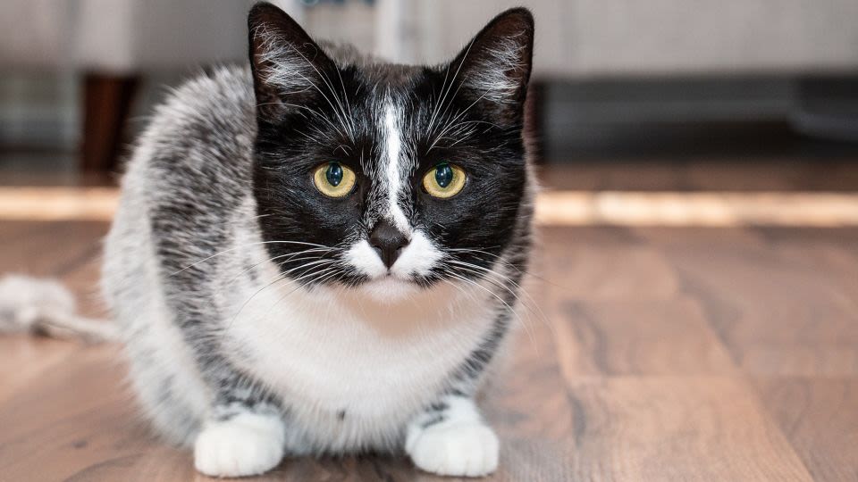 ‘Salty licorice’ cat pattern is the result of a genetic mutation, study reveals