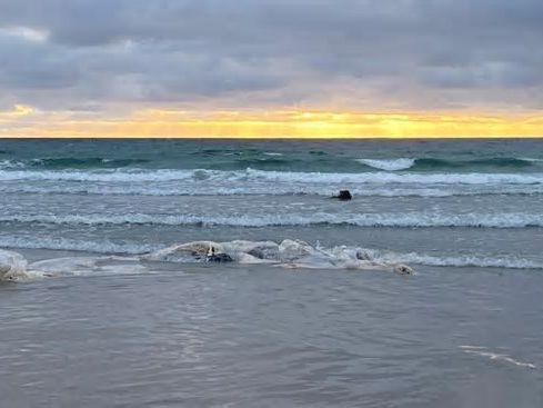 18-foot-long decomposed whale carcass washes ashore in La Jolla