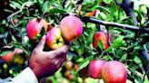 Union Budget: Demands not met, Himachal apple growers upset