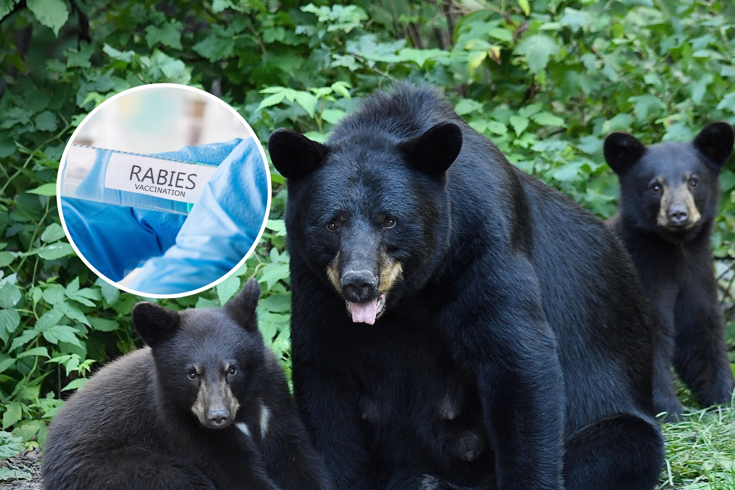 Rabies warning as disease detected in Connecticut black bear